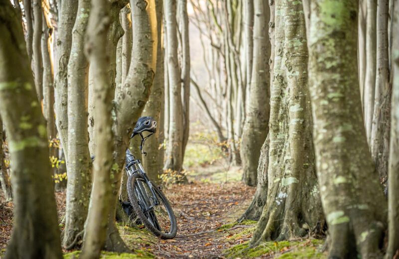 un vélo garé dans une forêt