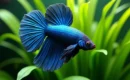 Poisson combattant bleu : astuces pour une couleur éclatante