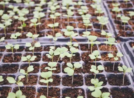 Guide complet pour semer et cultiver des haricots nains avec succès